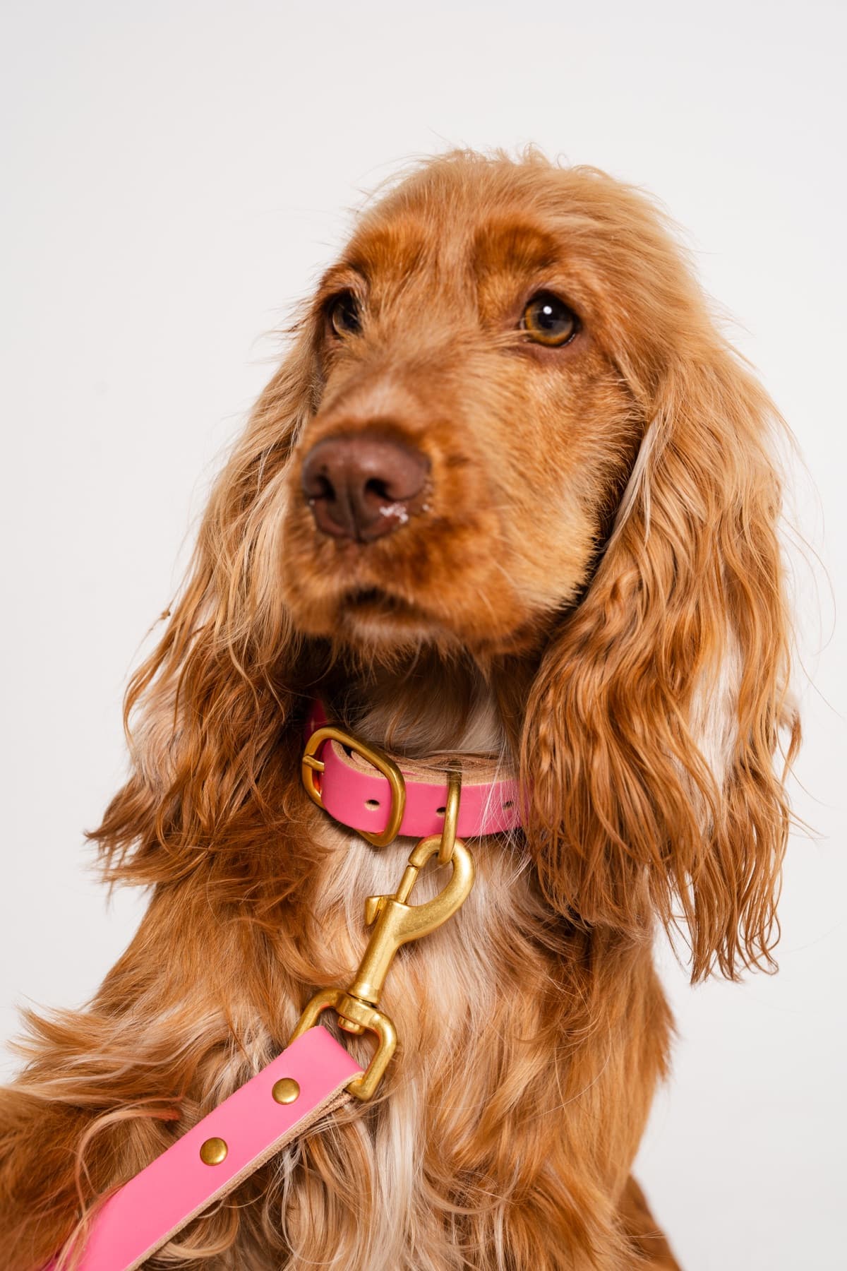 Pet Accessories